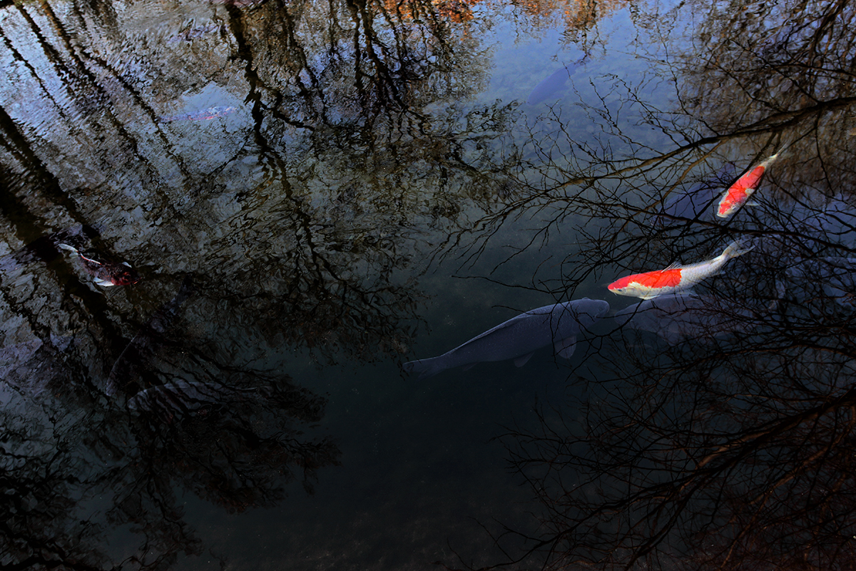 The Photo Distiller Slideshow