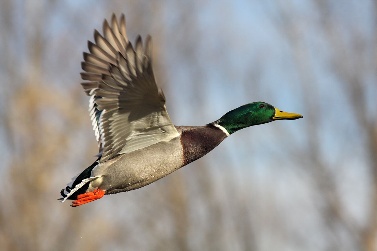 The Photo Distiller Slideshow